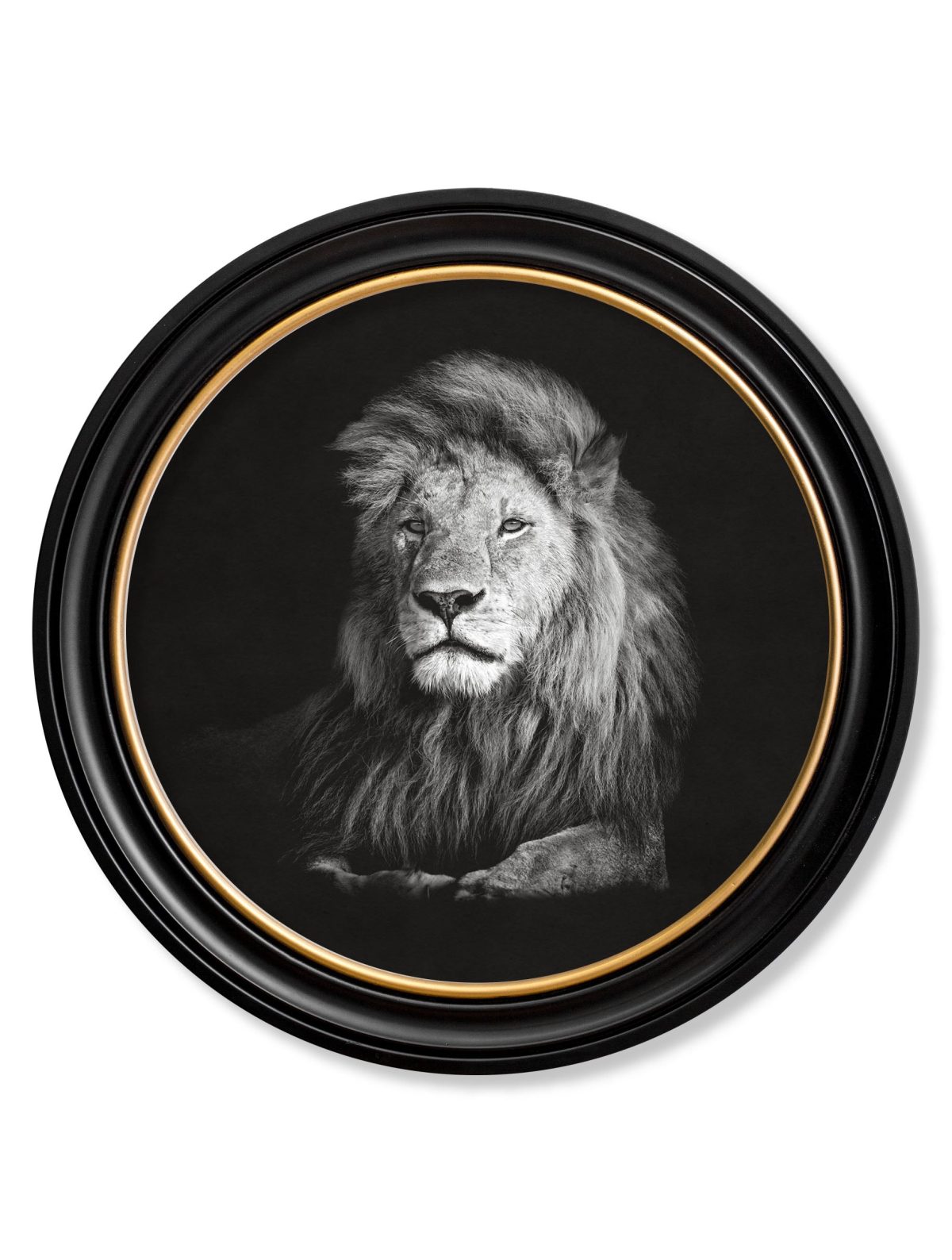 Lion.jpg
