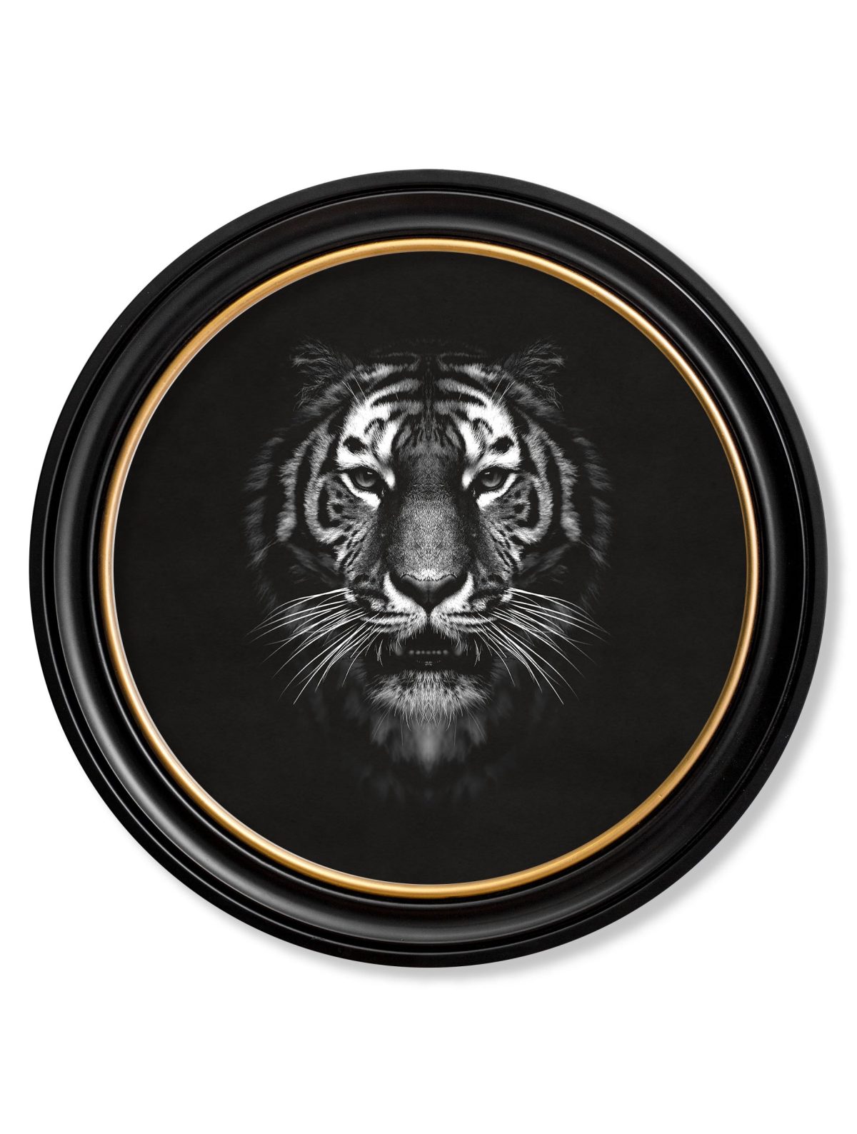 Tiger_1665956b-7dfa-4aff-9e4e-db7ee669eeb4.jpg